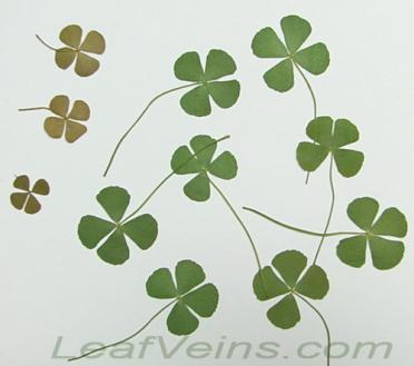 Four-leaf Clover & Lucky Charm | Skeleton Leaves Specialty